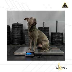 Plataforma de acero inoxidable de 106 cm x 53 cm, 4 Sensores independientes para mayor precisión. Control de acero Inoxidable recargable. Capacidad de 150 kilogramos. Maneja Unidad en kilogramos y libras para facilitar la administración de medicamentos. Su estructura está fabricada con PTR de acero al carbono. Cuatro patas de nivelación antiderrapantes para ajustar el equipo a cualquier superficie. CONTENIDO: La plataforma de acero inoxidable ( se entrega con sensores calibrados). Control de acero Inoxidable con batería de litio recargable.